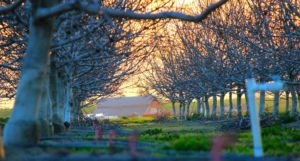 two rows of fruit trees before they shoot with grass like a green lawn