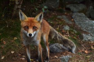 A red fox prowling in rocks, very alert