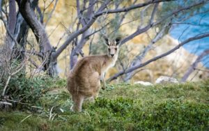 A large reddish kangaroo sitting in grass under a many-branched tree