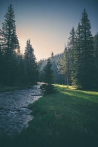 Small mountain stream, tall conifers,grassy embankment