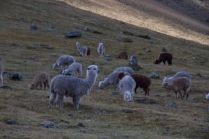 Group of alpacas grazing on low grassy slope