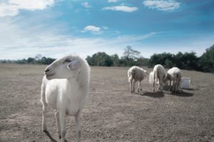 Several sheep are around a salt lick in a barren paddock with one sheep standing alone nearby