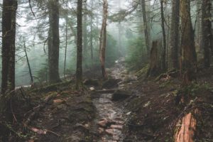 Rough walking trail in mountain bushland with mist through the treews and water running down the dirt path