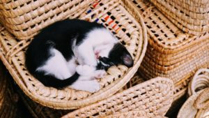 black and white cat curled round on basket type bowl sleeping
