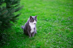 Bladck cat with whitechin and middle sitting on a green lawn