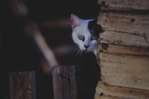 black and white face of cat peeking round a wooden corner
