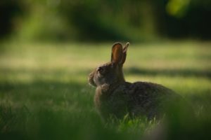 Rabbit or hare sitting in grass in dusk light